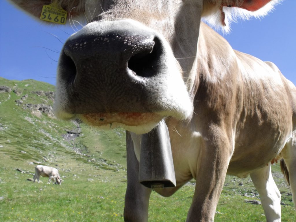 Why Do Cows Wear Bells Around Their Necks? 2026