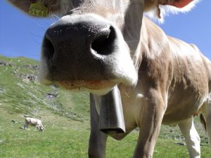 Why Do Cows Wear Bells Around Their Necks? 2026