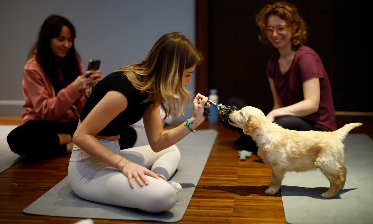 Why Puppy Yoga Went From Novelty to National Business Model