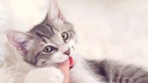 Why Does My Cat Keep Biting Me? Signs & Fixes 2026