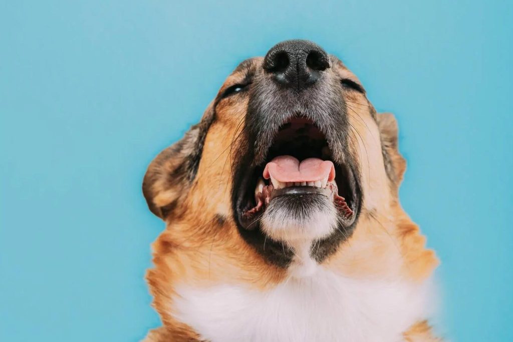 Why Is My Dog Coughing So Much? When to See a Vet 2026