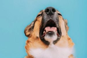 Why Is My Dog Coughing So Much? When to See a Vet 2026