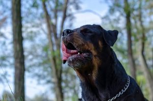 Why Is My Dog Hacking? Signs, Causes & Treatment 2026