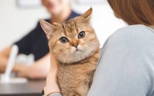 Why Did My Cat Pee on Me? Causes & What to Do 2026