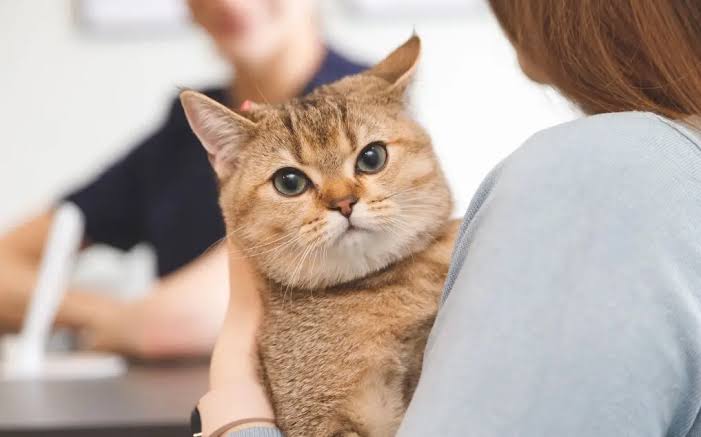 Why Did My Cat Pee on Me? Causes & What to Do 2026