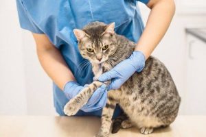 Why Is My Cat Limping? Signs & Causes 2026