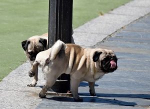 Why Does My Dog's Pee Smell So Bad? Health Causes 2026