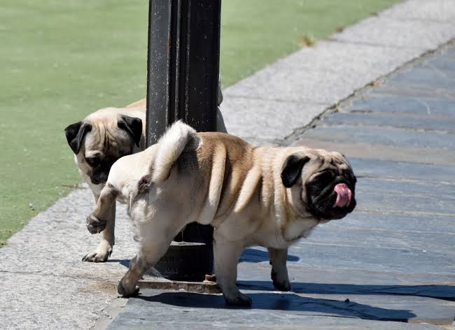 Why Does My Dog’s Pee Smell So Bad? Health Causes 2026