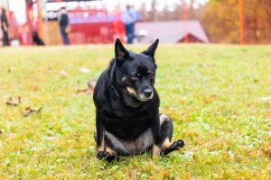 Why Is My Dog Scooting Her Butt? What It Means 2026