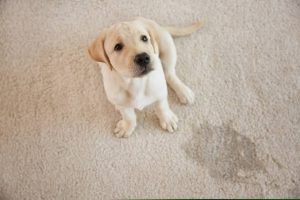 Why Does My Dog Lick the Carpet? Anxiety or Health Issue? 2026