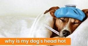 Why Is My Dogs Head Hot? Symptoms & Treatment 2026