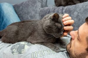 Why Do Cats Sleep on Your Chest? Love or Comfort? 2026
