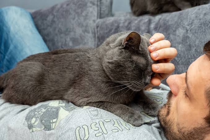 Why Do Cats Sleep on Your Chest? Love or Comfort? 2026