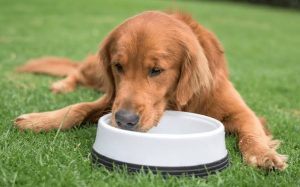 Why Won't My Dog Drink Water? Vet-Approved Tips 2026