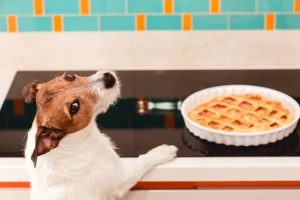Why Is My Dog Not Drinking Water But Eating? Explained 2026