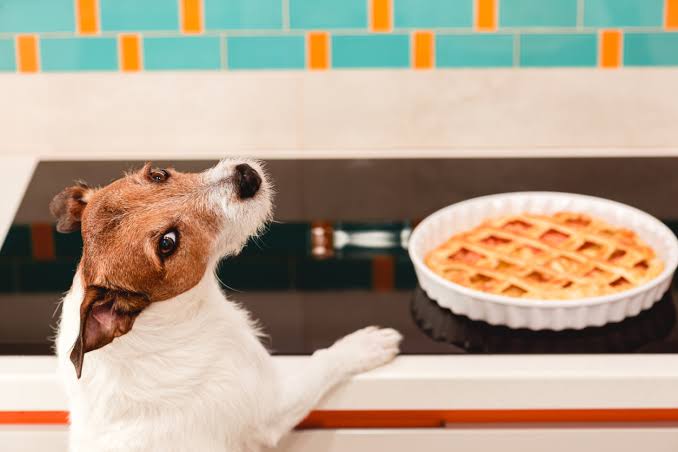 Why Is My Dog Not Drinking Water But Eating? Explained 2026