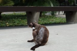 Why Does My Cat Have a Bald Spot? Common Causes 2026
