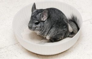 Why Can't Chinchillas Get Wet? What Happens? 2026