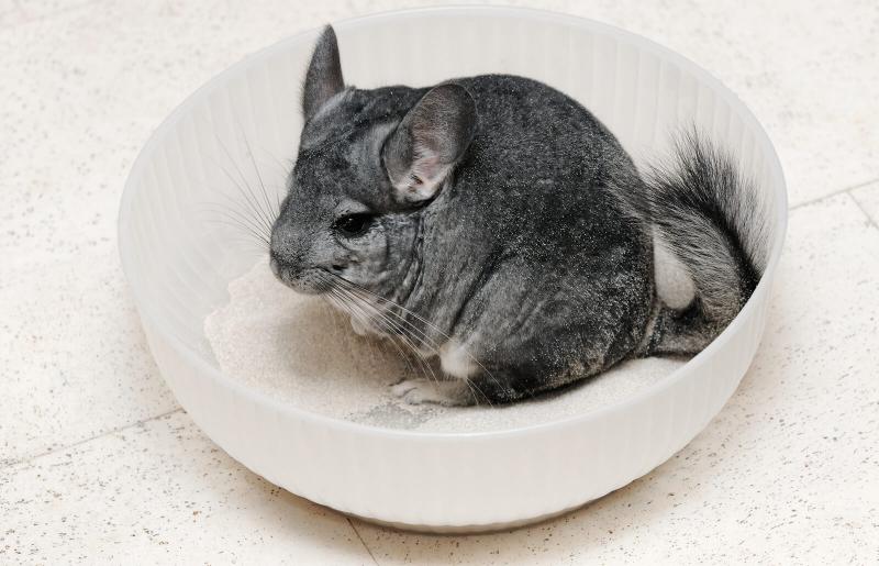 Why Can’t Chinchillas Get Wet? What Happens? 2026