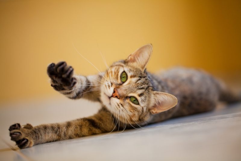 Why Does My Cat Stretch When She Sees Me? Full Guide 2026