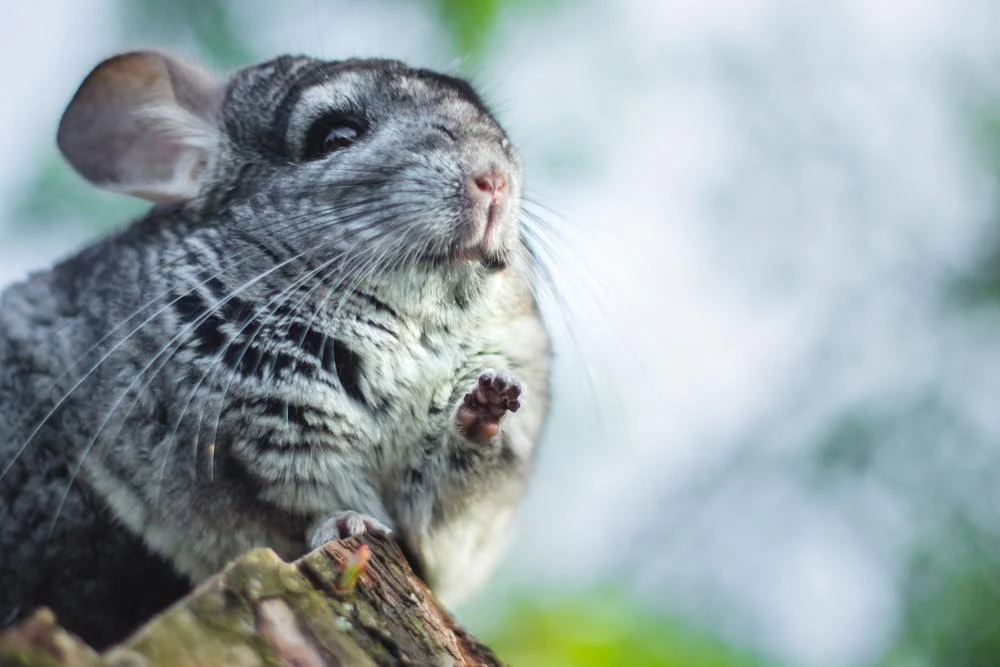 Why Can't Chinchillas Get Wet? What Happens? 2026