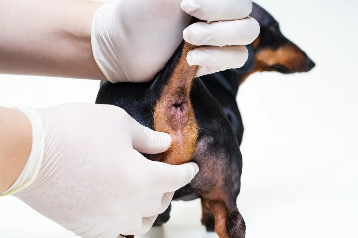 Why Do Dogs' Anal Glands Get Full? Here's Why 2026