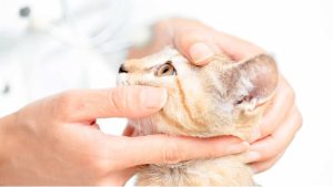 Why Does My Cat Have Eye Boogers? Causes, Colors & When to Worry