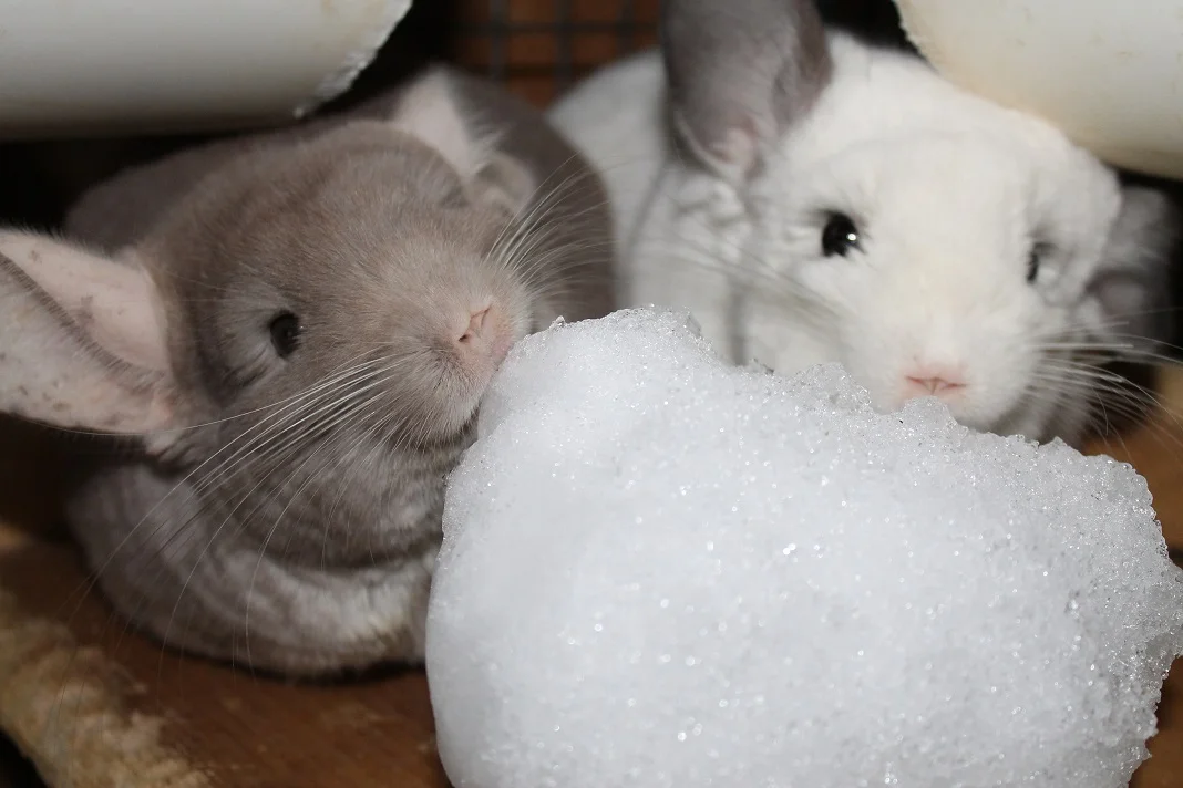 Why Can't Chinchillas Get Wet? What Happens? 2026