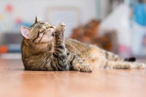Why Is My Cat Pulling Her Hair Out? Causes & Fixes 2026