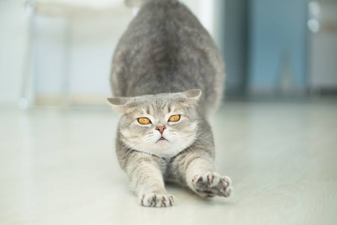 Why Does My Cat Stretch When She Sees Me? Full Guide 2026