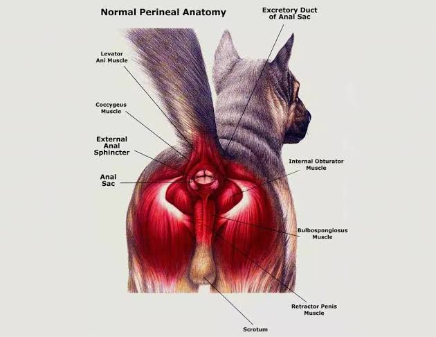Why Do Dogs' Anal Glands Get Full? Here's Why 2026