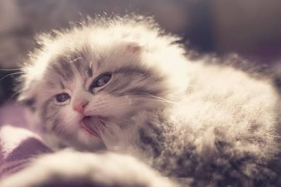 Why Is My Cat Pulling Her Hair Out? Causes & Fixes 2026