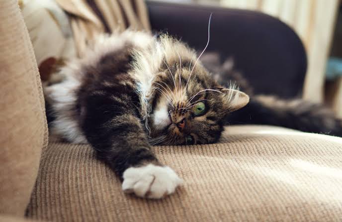 Why Does My Cat Stretch When She Sees Me? Full Guide 2026