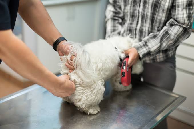 Why Do Dogs' Anal Glands Get Full? Here's Why 2026