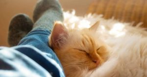 Why Does My Cat Sleep By My Feet? 8 Real Reasons Explained