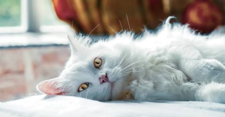 Why Is My Cat Pulling Her Hair Out? Causes & Fixes 2026
