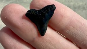 Why Are Shark Teeth Black? The Real Science Explained 2026