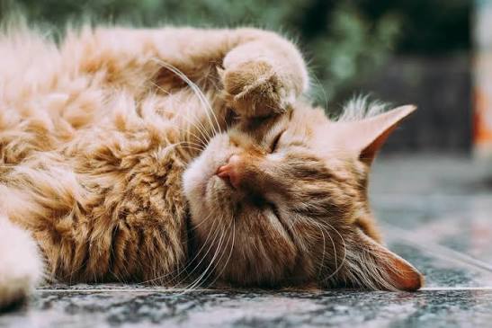 Why Is My Cat Pulling Her Hair Out? Causes & Fixes 2026