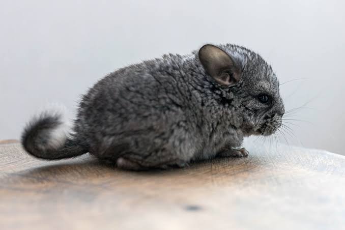 Why Can't Chinchillas Get Wet? What Happens? 2026