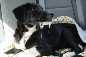 Why Is My Dog Drooling All of a Sudden? Causes & Warning Signs