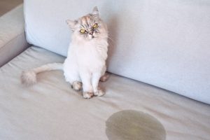 Why Is My Male Cat Peeing Everywhere? Causes and Fixes 2026