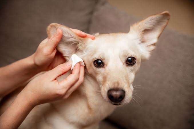 Why Does My Dog Keep Getting Ear Infections? Causes & What To Do